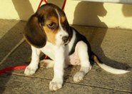Beagle przetestowały terapię genową dla cukrzyków