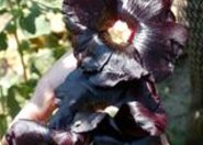 Malwa czarna rośliną leczniczą 2012 roku