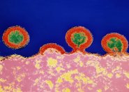 Skuteczne blokowanie białka w walce z HIV