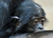 Szympansy znajdują owoce dzięki wiedzy na temat botaniki
