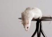 Polskie badania na myszach w poszukiwaniu leku na chorobę Alzheimera