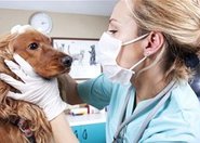 Przełomowa metoda leczenia ran u zwierząt