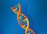 Dogmat obalony - poszczególne komórki jednego ciała mają różne DNA