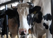 Hypoalergiczne mleko wprost od zmodyfikowanej genetycznie krowy