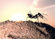 Termity i mrówki są skuteczne w poszukiwaniach złota