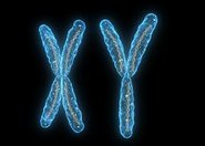 Mężczyźni żyją krócej m.in. z powodu samotnych chromosomów X i Y