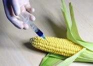 Przystanek GMO. Happening.