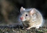 Odwrócono symptomy choroby Alzheimera u myszy