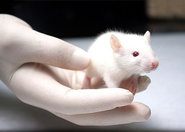 Szczur jako zwierzę laboratoryjne i towarzyszące
