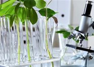 Konkurs ERA-CAPS: Biologia molekularna roślin