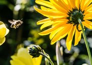 Miejskie ogrody to oaza dla pszczół