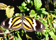 Zimowe solenie dróg wpływa na rozwój motyli