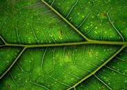 Duży krok ku lepszemu poznaniu fotosyntezy