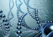 Żel z DNA pozwoli na zbudowanie sztucznych mięśni?