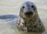 Mrożone ryby i lody z owocami dla zwierząt na upały