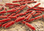 Rola Lactobacillus w zdolności do biosporcji jonów kadmu