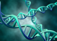 Komórkowe szwaczki DNA lepiej poznane