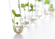 Promieniowanie mikrofalowe jako czynnik wpływający na rozwój roślin
