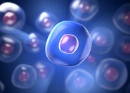 Polarność komórek a badania biomedyczne