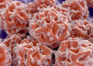 Peptydy w badaniach nad komórkami macierzystymi