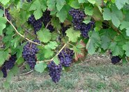 Dwutlenek węgla chroni winogrona