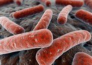 Zmodyfikowane bakterie, które nie mogą uciec z laboratorium