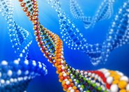 Niezane białko przeciwdziałające uszkodzeniu DNA