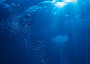 Nanocząsteczki srebra szkodzą morskim ekosystemom