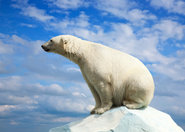 Zarządzono ewakuację stacji polarnej na biegunie północnym