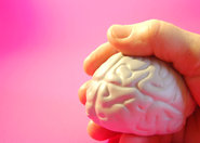 Struktura mózgu wpływa na różnice w zachowaniu