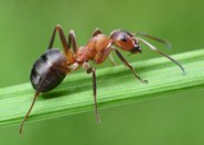 Leniwy jak mrówka?