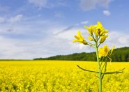 Biopaliwo z odpadów oleju spożywczego