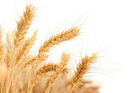 Genetyka i rola białek glutenowych pszenicy