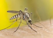Wirus Zika mógł się przenieść na inne rodziny komarów