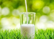 Mleko „prosto od krowy” może chronić przed alergią