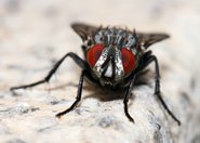 Przyrodnicy z Los Angeles odkryli 30 gatunków much