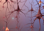 Badania architektury komórek nerwowych