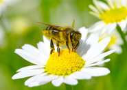 Pszczoła MURARKA robi furorę wśród działkowiczów