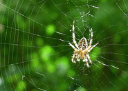 Super-wytrzymała pajęczyna z grafenem