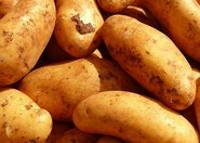 Geny odporności na suszę u ziemniaka