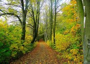 Masowe zalesianie niekoniecznie takie dobre