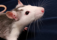 Transgeniczna mysz gotowa do badań nad otyłością