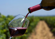 W winnicy UJ zebrano winogrona na wino lodowe