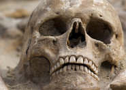 Znaleziono czaszkę sprzed 13 milionów lat