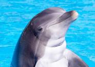 Delfiny nawiązują przyjaźnie na podstawie wspólnych zainteresowań