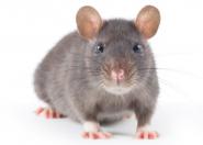 Myszy zakażają się nowymi wariantami wirusa SARS-CoV-2