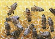 Urządzenie do analizy jakości wosków pszczelich