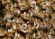 Grzyb pomoże chronić pszczoły