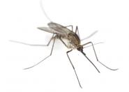 Skupiska komarów to nie plaga, a normalne zjawisko przyrodnicze