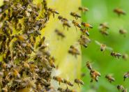 Jak krajobraz a rozprzestrzenianie się chorób pszczół
